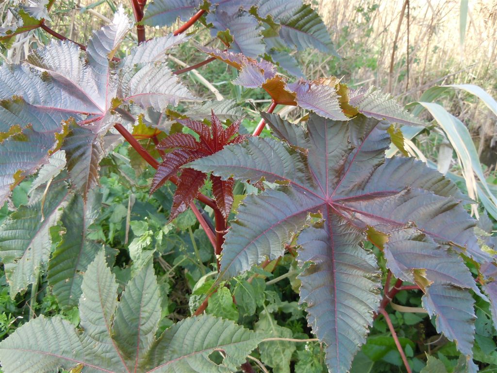 Pianta rossa - Ricinus communis
